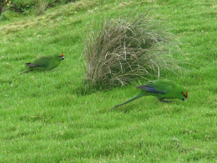Red-crowned Parakeets (Kakariki)